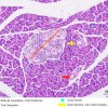 Secreção Endócrina - Ilhotas de Langerhans - Pâncreas 20x (4)
